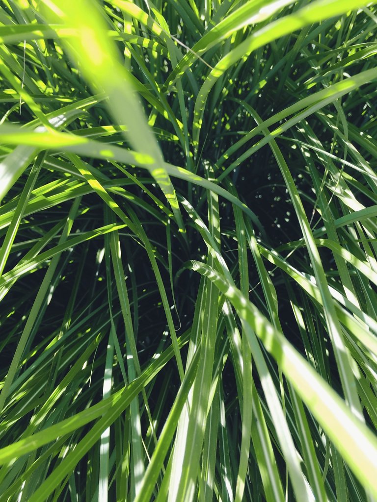 Grass