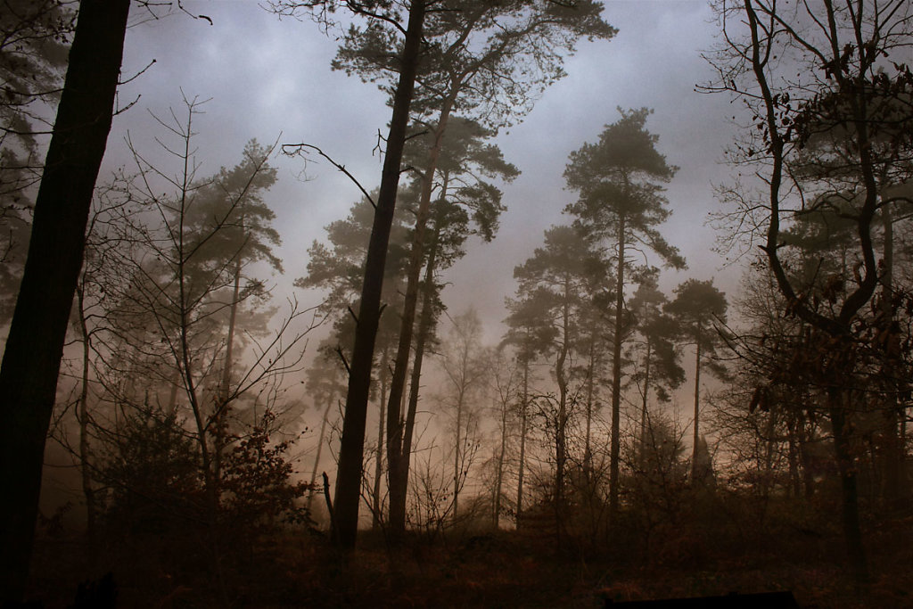 Foggy forest